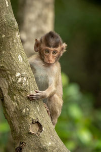 Portrait of infant on tree trunk