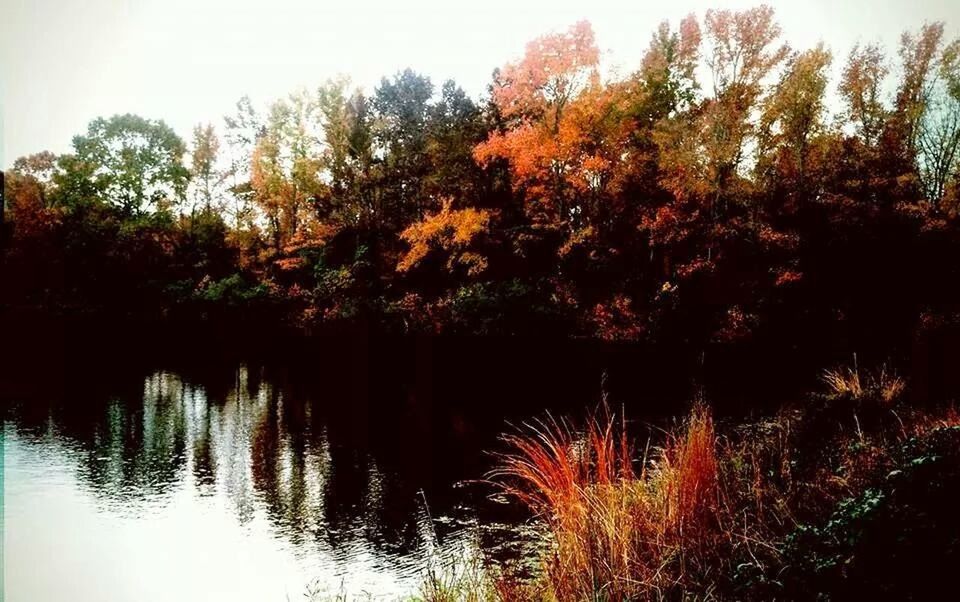 tree, water, beauty in nature, tranquility, tranquil scene, lake, nature, scenics, growth, reflection, sky, clear sky, waterfront, idyllic, river, outdoors, no people, plant, branch, non-urban scene