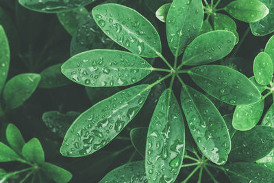 Close-up of raindrops on leaves