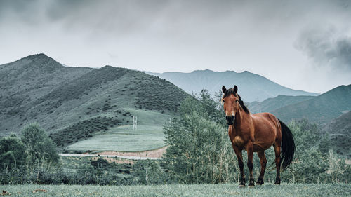 Panoramic view of a horse on field