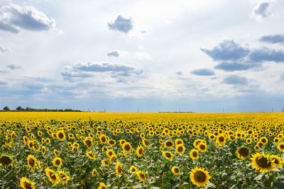 Scenic view of sunflower field against sky