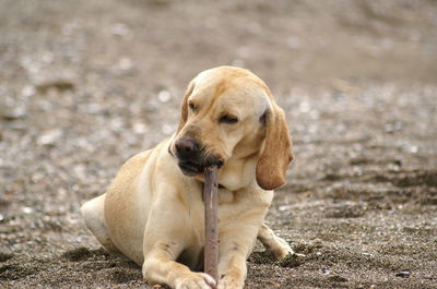 Close-up of dog