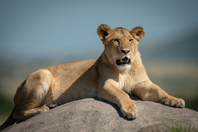 Big cat on rock