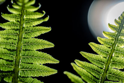 Close-up of fern leaves