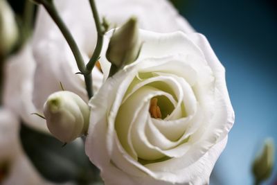 Close-up of white rose