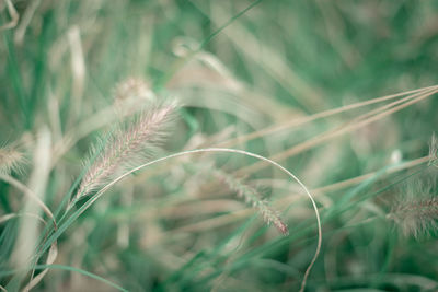 Close-up of stalks in field