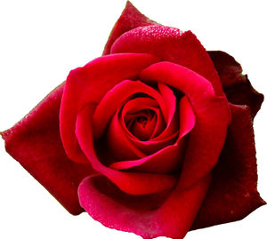 Close-up of red rose against white background