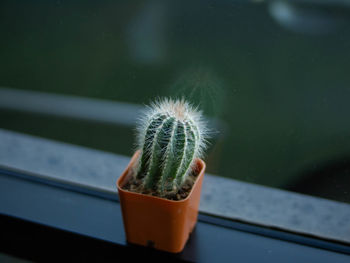 Close-up of potted plant on window sill