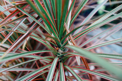 High angle view of plant