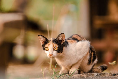 Portrait of kitten