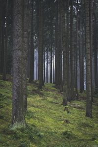 Trees in forest