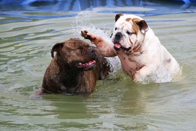 Dog in water