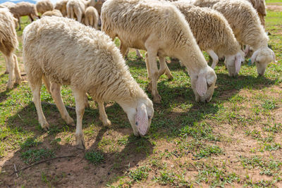 Sheep grazing in a field