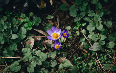 High angle view of crocus blooming outdoors