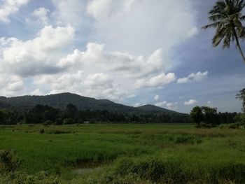 Scenic view of agricultural field against sky