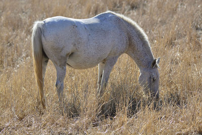 Horse grazing on the meadow