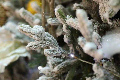 Close-up of frozen plant