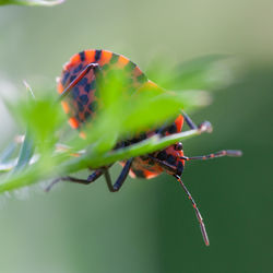 Close-up of butterfly on plant