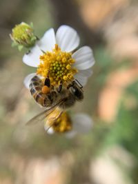 Close-up of bee pollinating on flower