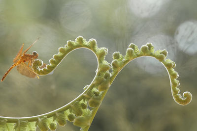 Dragonflies on artifacial plant