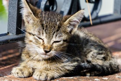 Close-up of cat sitting outdoors