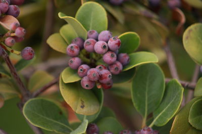 Close-up of grapes growing on plant