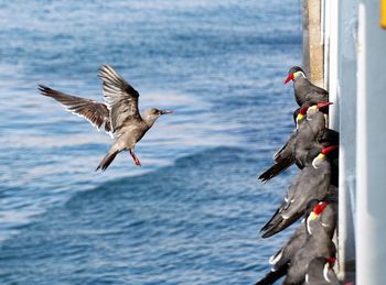 Seagulls flying over sea