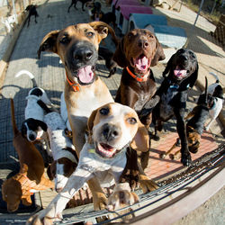 Fish-eye lens shot of dogs rearing up on fence