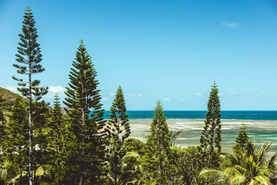 Plants by sea against clear blue sky