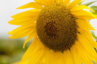 Close-up of sunflower blooming outdoors