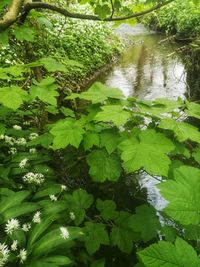 Green leaves floating on lake in forest