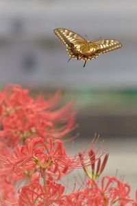 Close-up of butterfly pollinating on flower