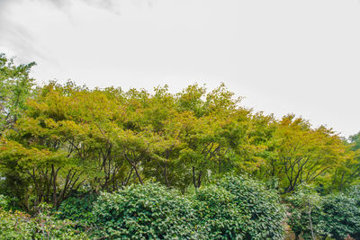 Low angle view of trees against sky