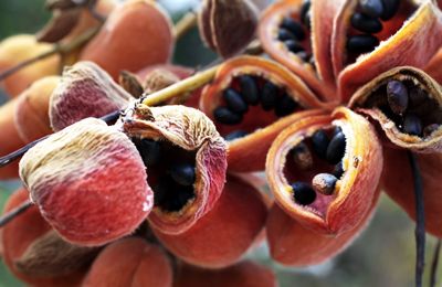 Close-up of seed pods