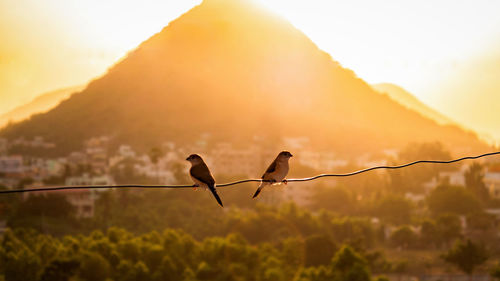 Birds perching on wire against mountain
