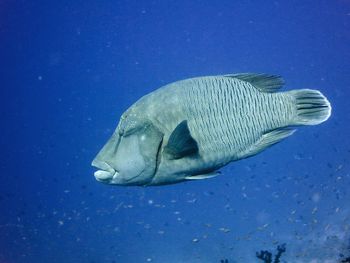 Close-up of fish swimming in sea