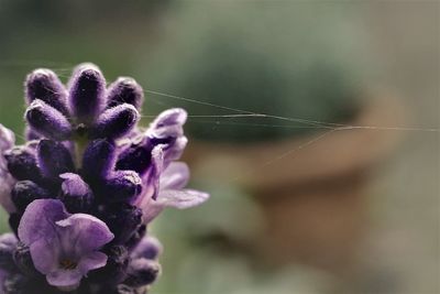 Close-up of purple flower against blurred background