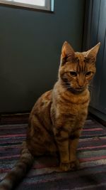 Ginger cat on carpet at home