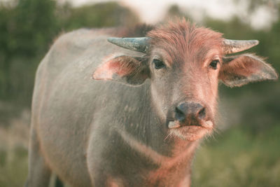 Close-up of buffalo