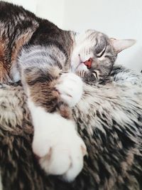 Close-up of cat sleeping