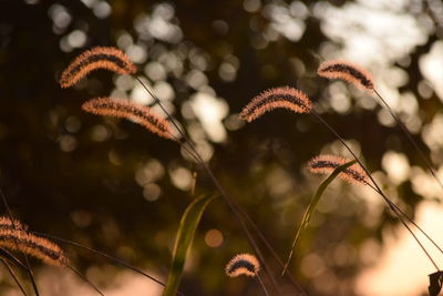 Low angle view of dried plant