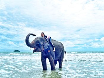 Elephant drinking water
