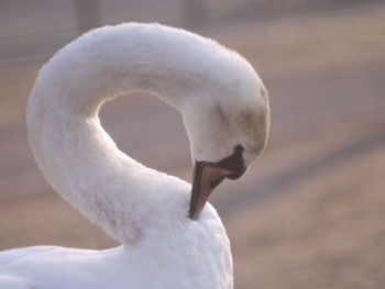 Nile geese swans