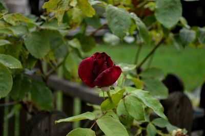 Close-up of pink rose