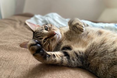 Close-up of a cat resting