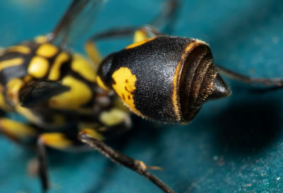 Close-up of insect