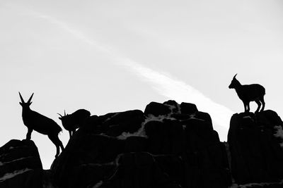 Low angle view of silhouette standing against sky