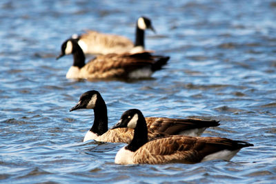 Canadian geese relaxing in the blue water of quebec