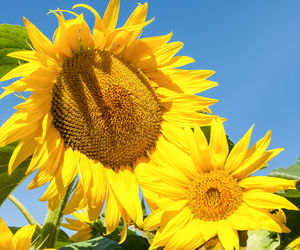 Close-up of sunflower