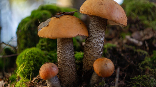 fungus